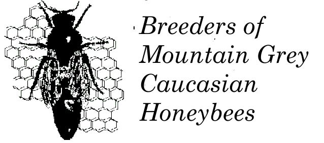 Caucasian honeybees